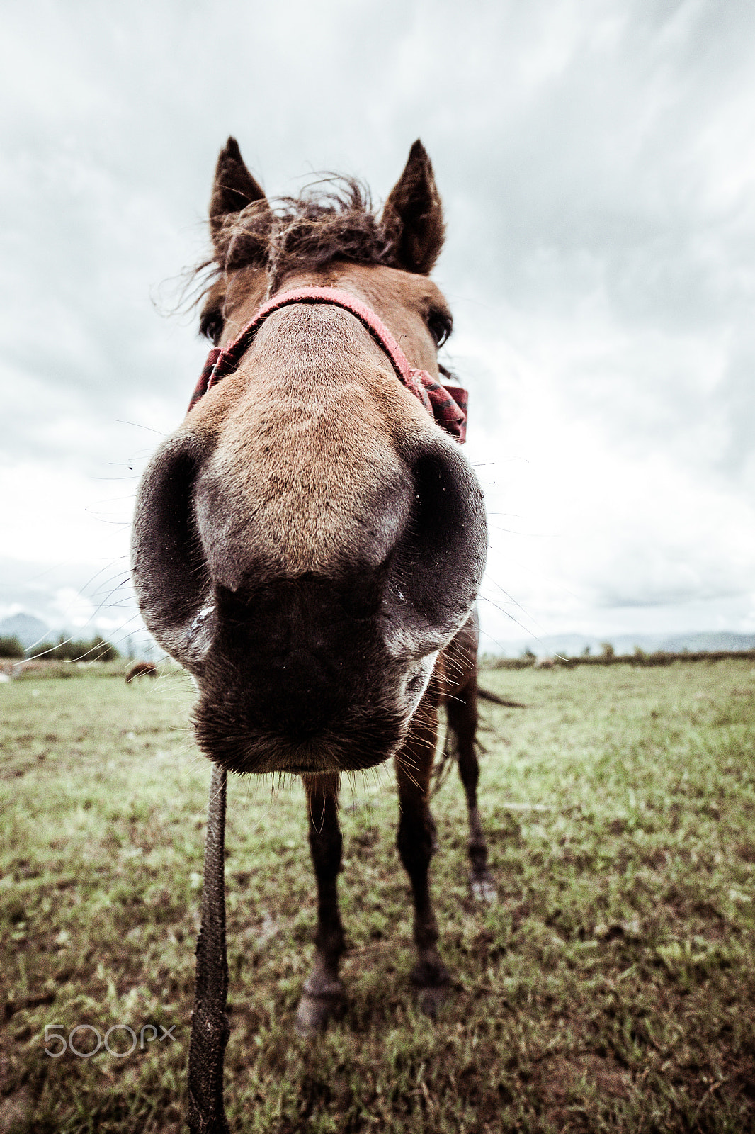 Sony a7 + Sony E 10-18mm F4 OSS sample photo. Big nose photography