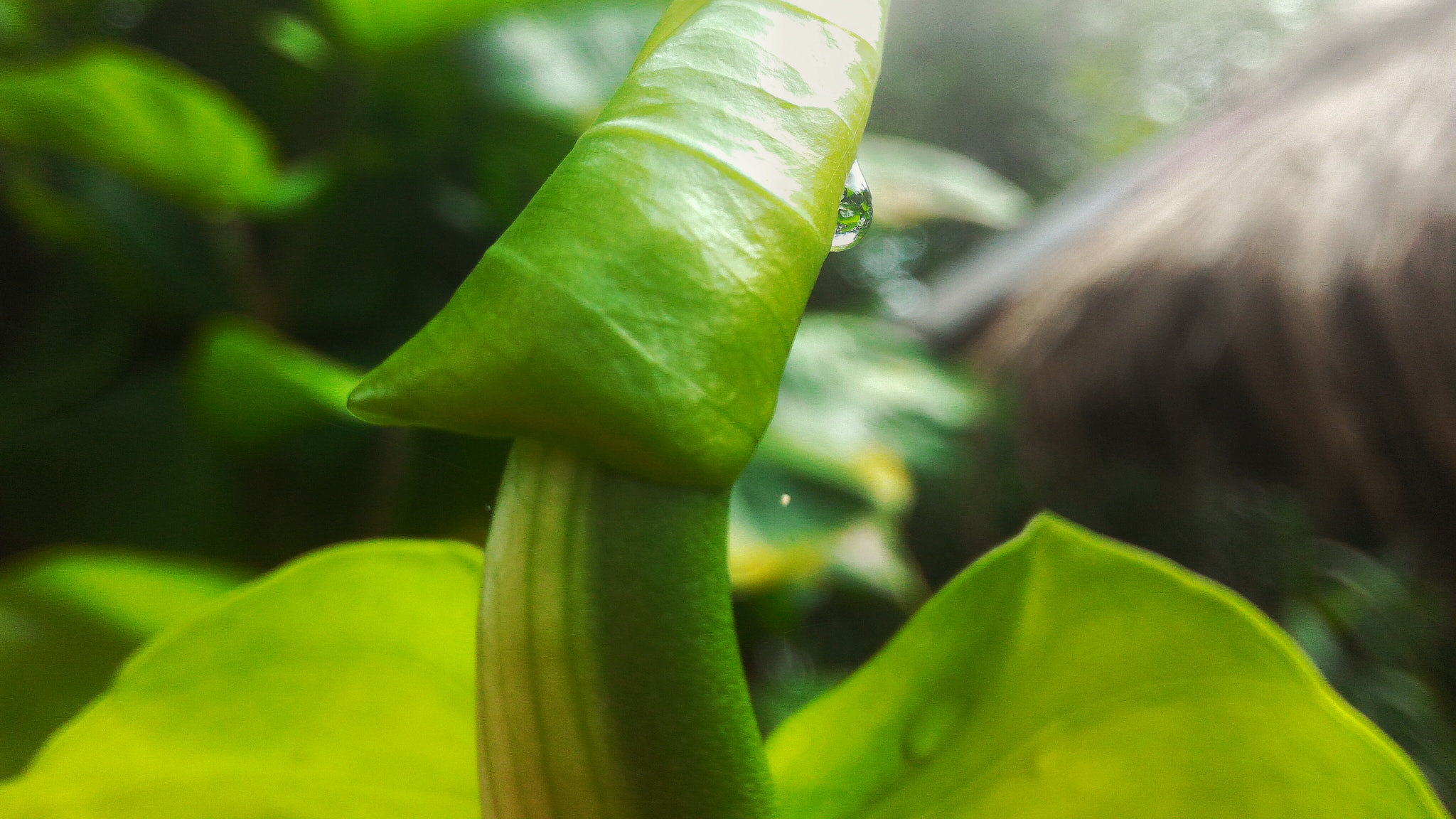 ASUS ZenFone 2 (ZE550ML) sample photo. Morning dew@my home chiang rai photography