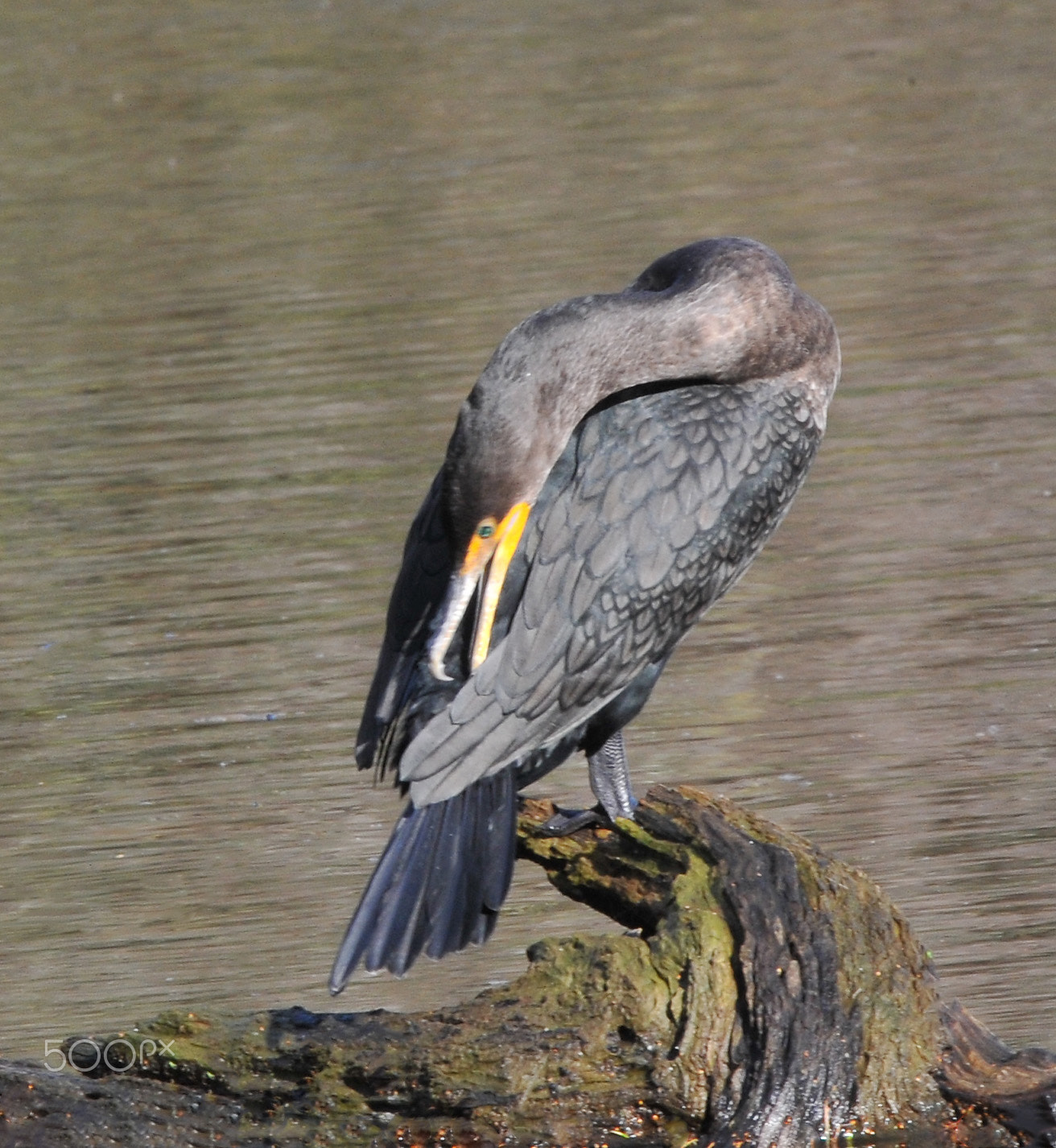 Sigma 150-600mm F5-6.3 DG OS HSM | S sample photo. Cormorant grooming photography