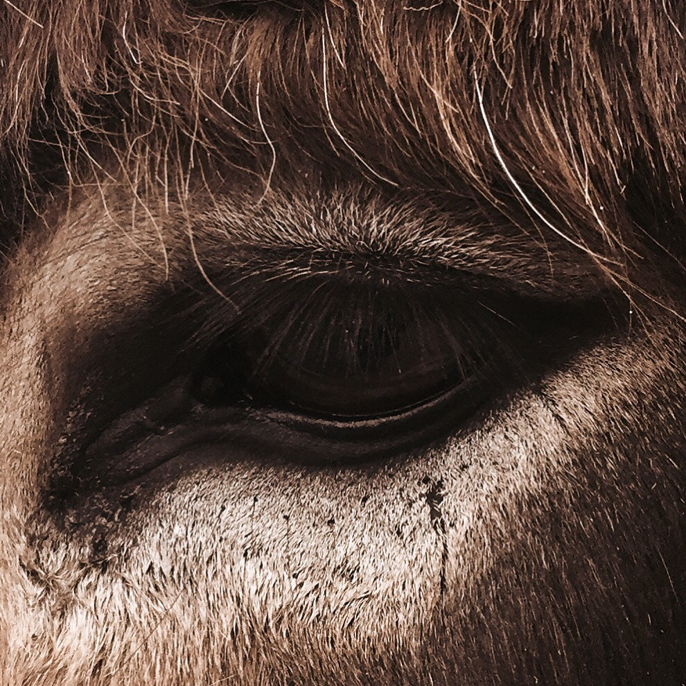 Hipstamatic 304 sample photo. Close up of mules eye photography