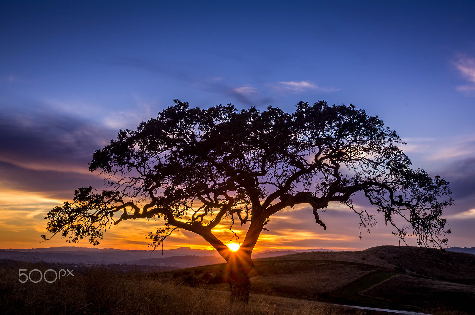 Sony Alpha DSLR-A580 sample photo. Dreams photography
