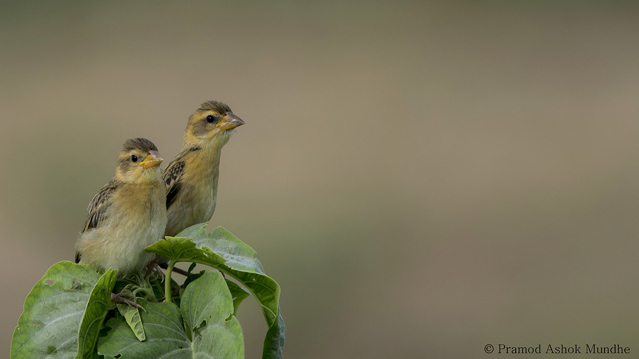 Nikon D5300 + Nikon AF-S Nikkor 300mm F4D ED-IF sample photo. Baya weaver.jpg photography