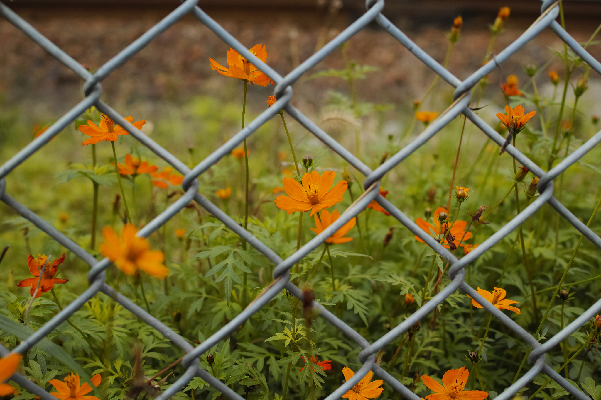 Sigma dp2 Quattro + 1007 sample photo. Wire mesh fence photography