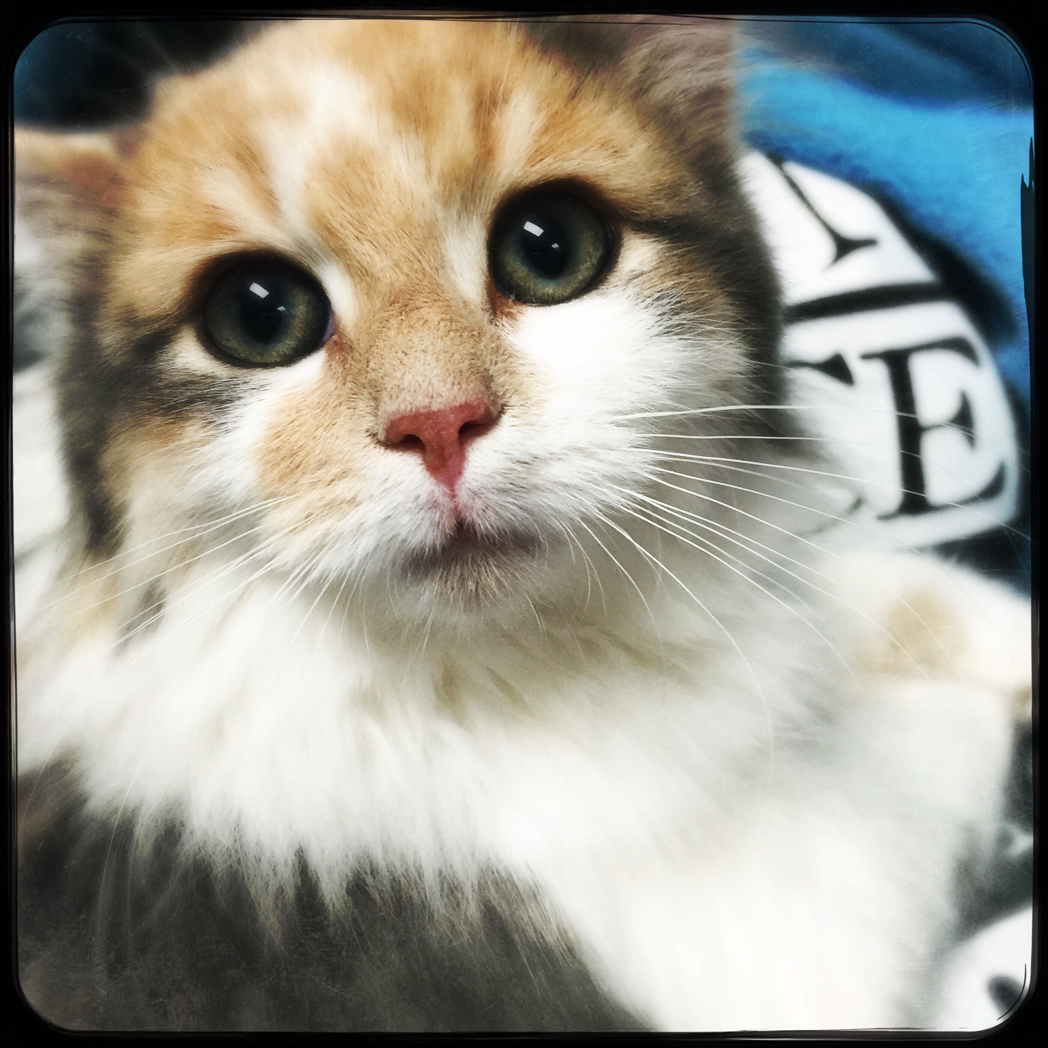 Hipstamatic 304 sample photo. Please give me a chance❤️ photography