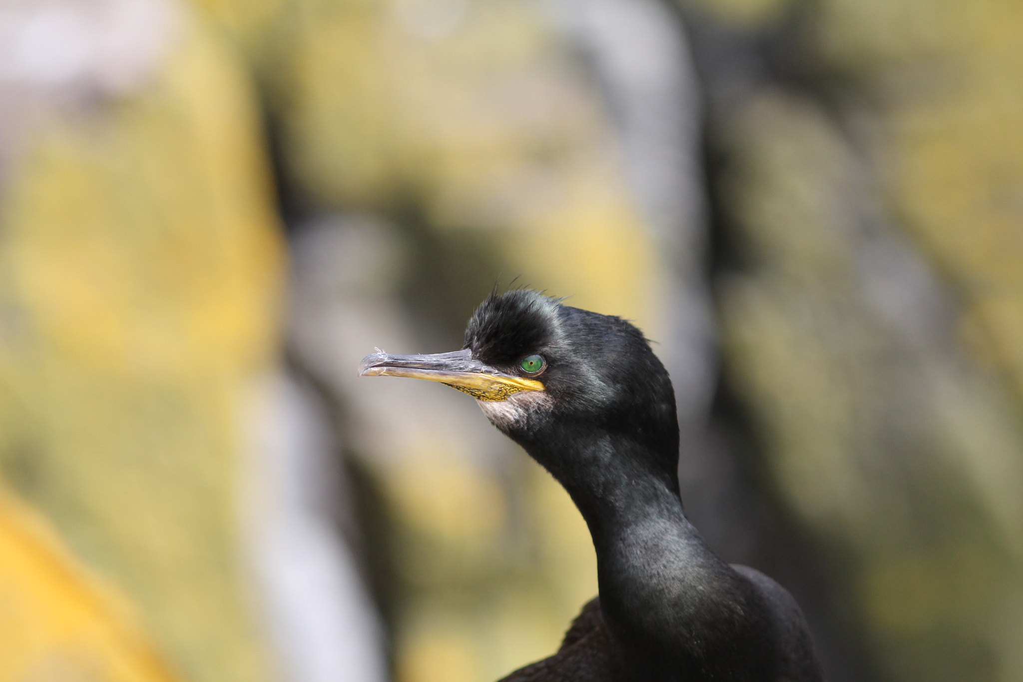 Canon EOS 60D + Canon EF 300mm F4L IS USM sample photo. Shag 1 photography