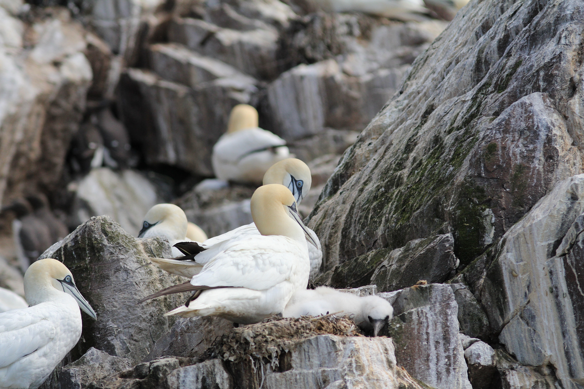 Canon EOS 60D + Canon EF 300mm F4L IS USM sample photo. Gannets with chick photography
