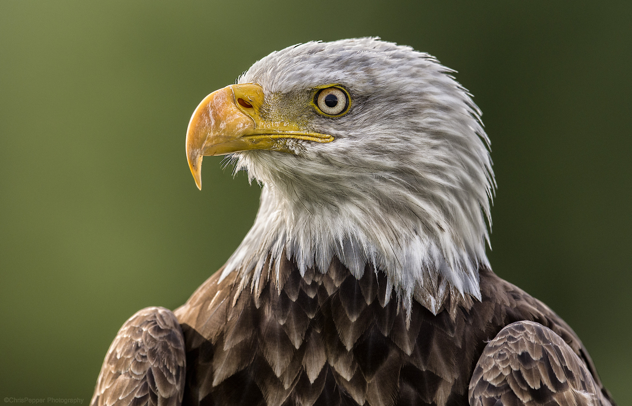 Nikon AF-S Nikkor 400mm F2.8G ED VR II sample photo. Bald eagle stare down photography