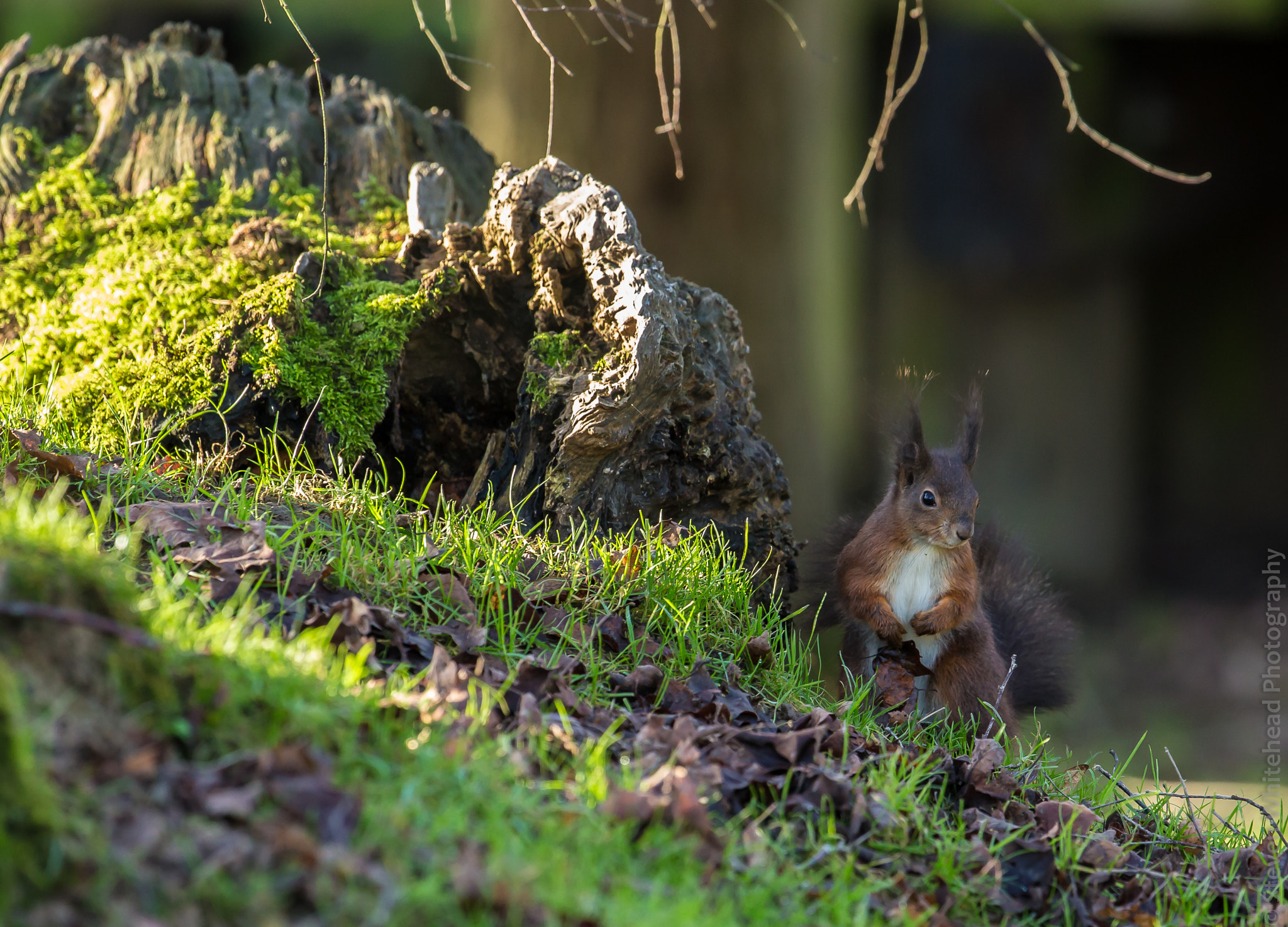 Canon EOS-1D X + Canon EF 300mm F2.8L IS II USM sample photo. Red looking for food photography