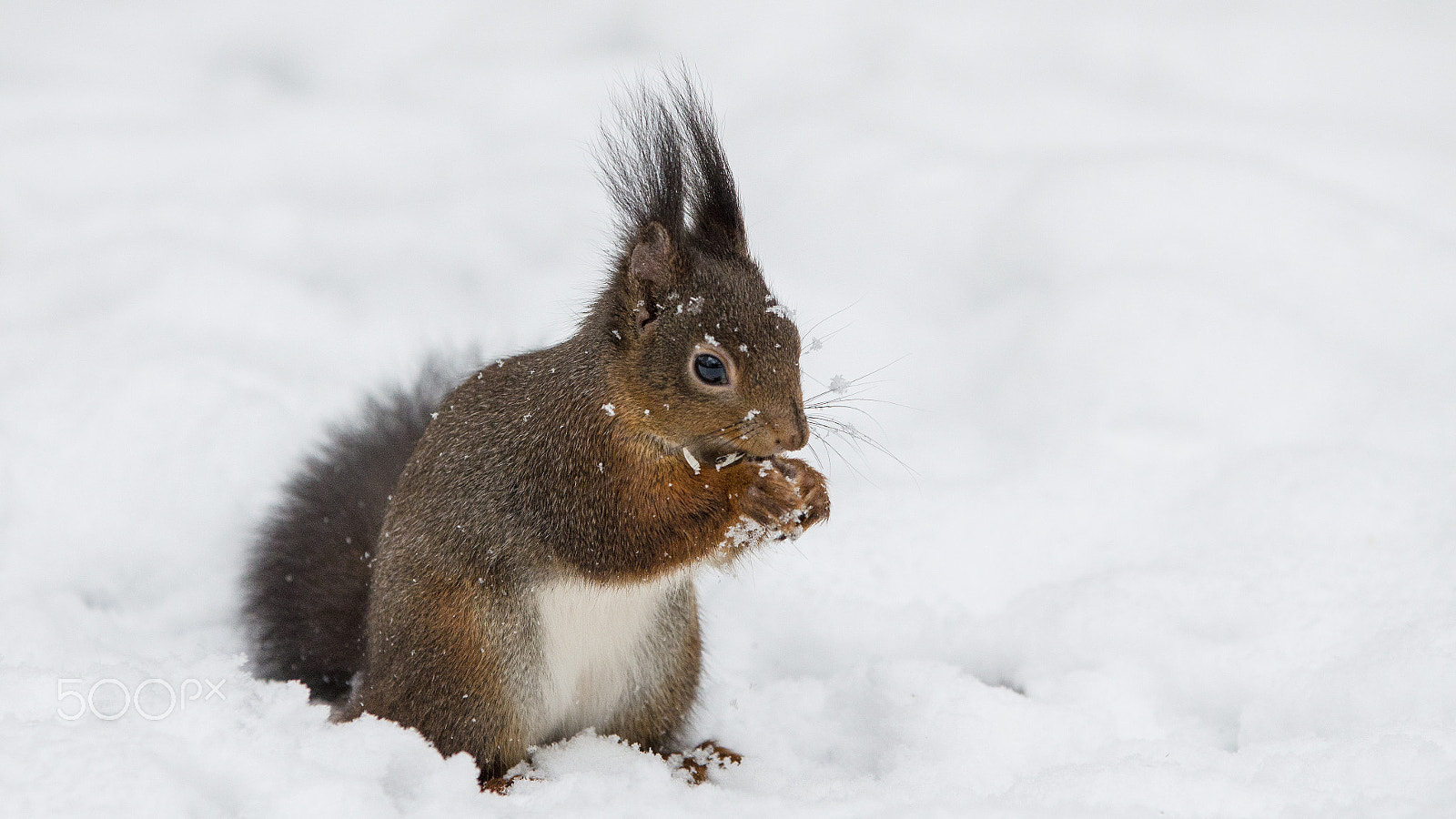 Sigma 70-200mm F2.8 EX DG OS HSM sample photo. Breakfast time ;-) photography