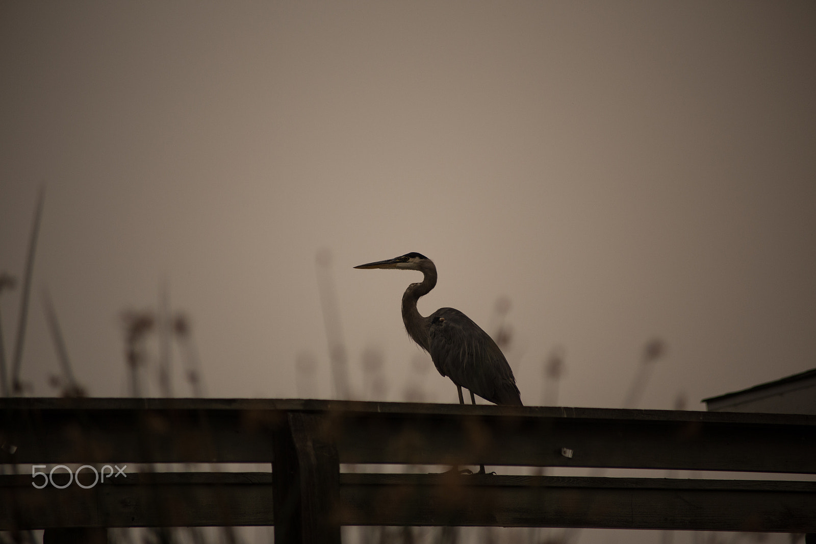 Canon EOS 6D + Canon EF 70-210mm f/4 sample photo. Clearlake heron photography