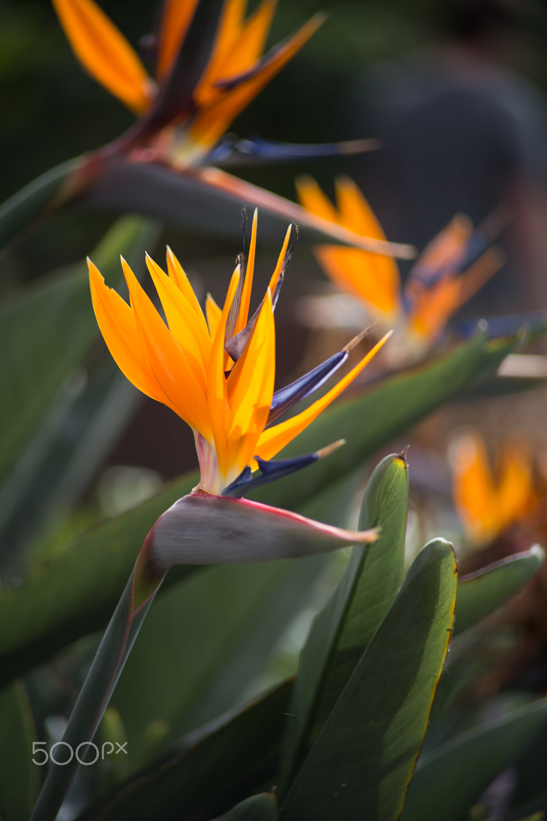 Canon EOS 6D + Canon EF 70-210mm f/4 sample photo. Birds of paradise photography