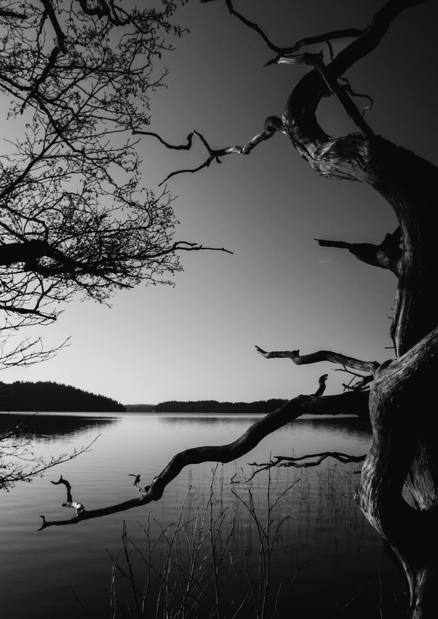 Olympus OM-D E-M5 + OLYMPUS M.12mm F2.0 Ltd Blk sample photo. The old tree. photography