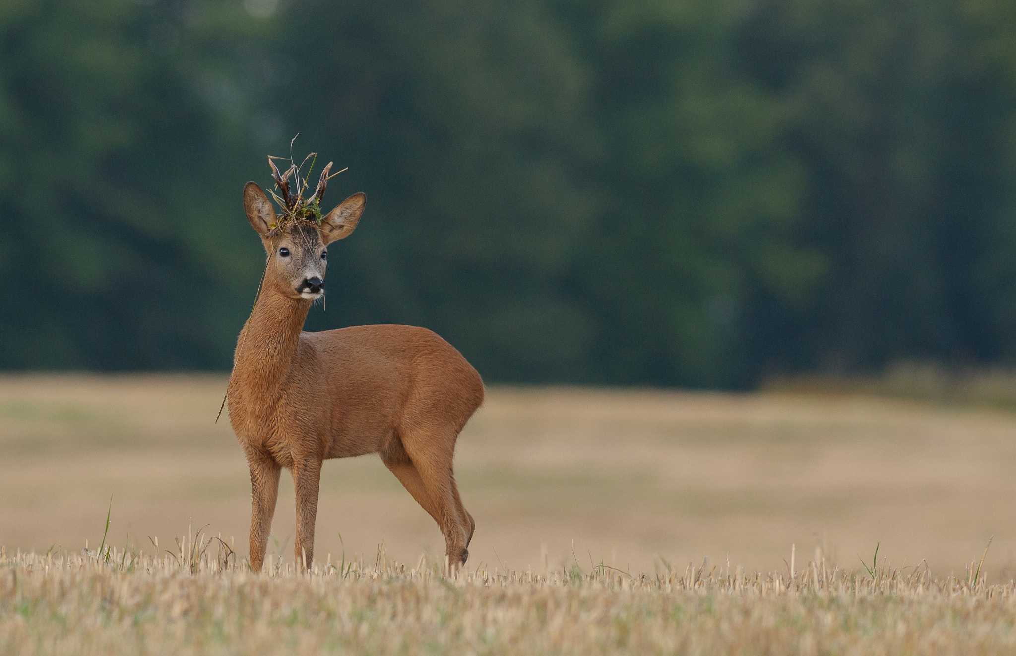 Nikon AF-S Nikkor 300mm F2.8G ED VR II sample photo. A roebuck on the search for roes photography