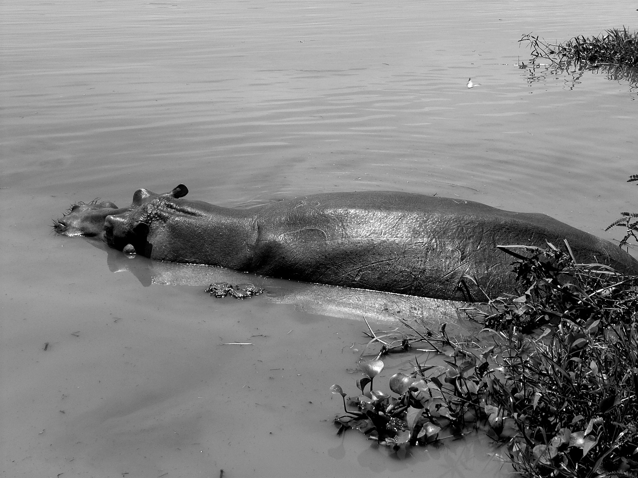 Ricoh Caplio R30 sample photo. Uganda photography