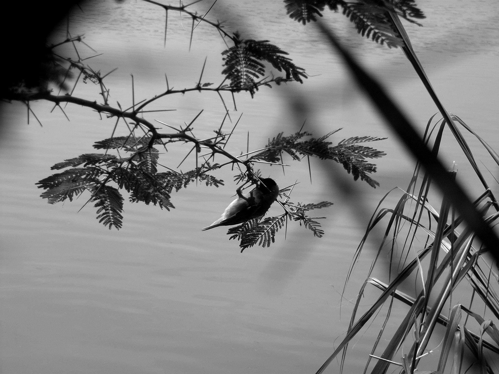 Ricoh Caplio R30 sample photo. Uganda photography