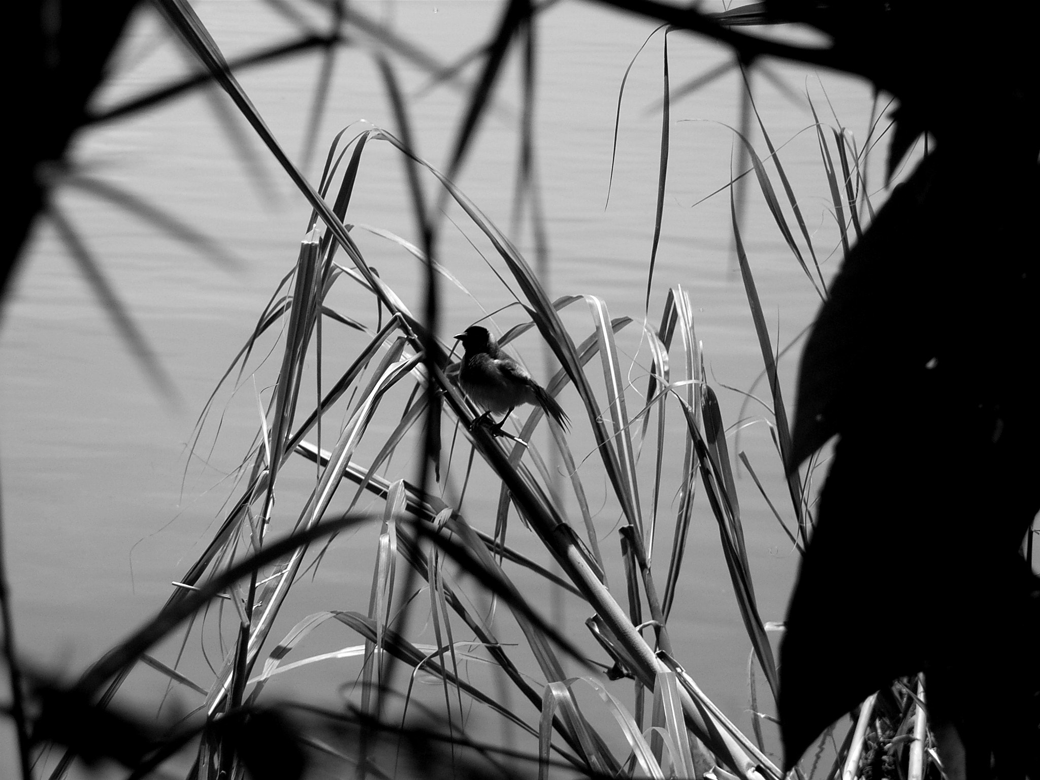 Ricoh Caplio R30 sample photo. Uganda photography
