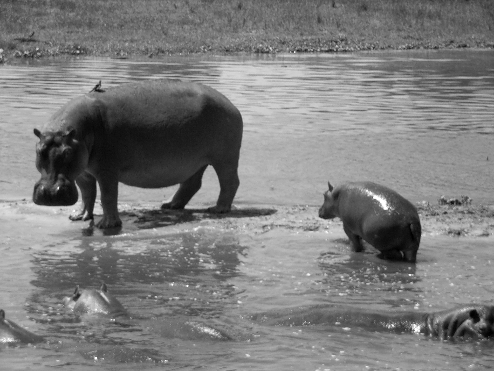 Ricoh Caplio R30 sample photo. Uganda photography