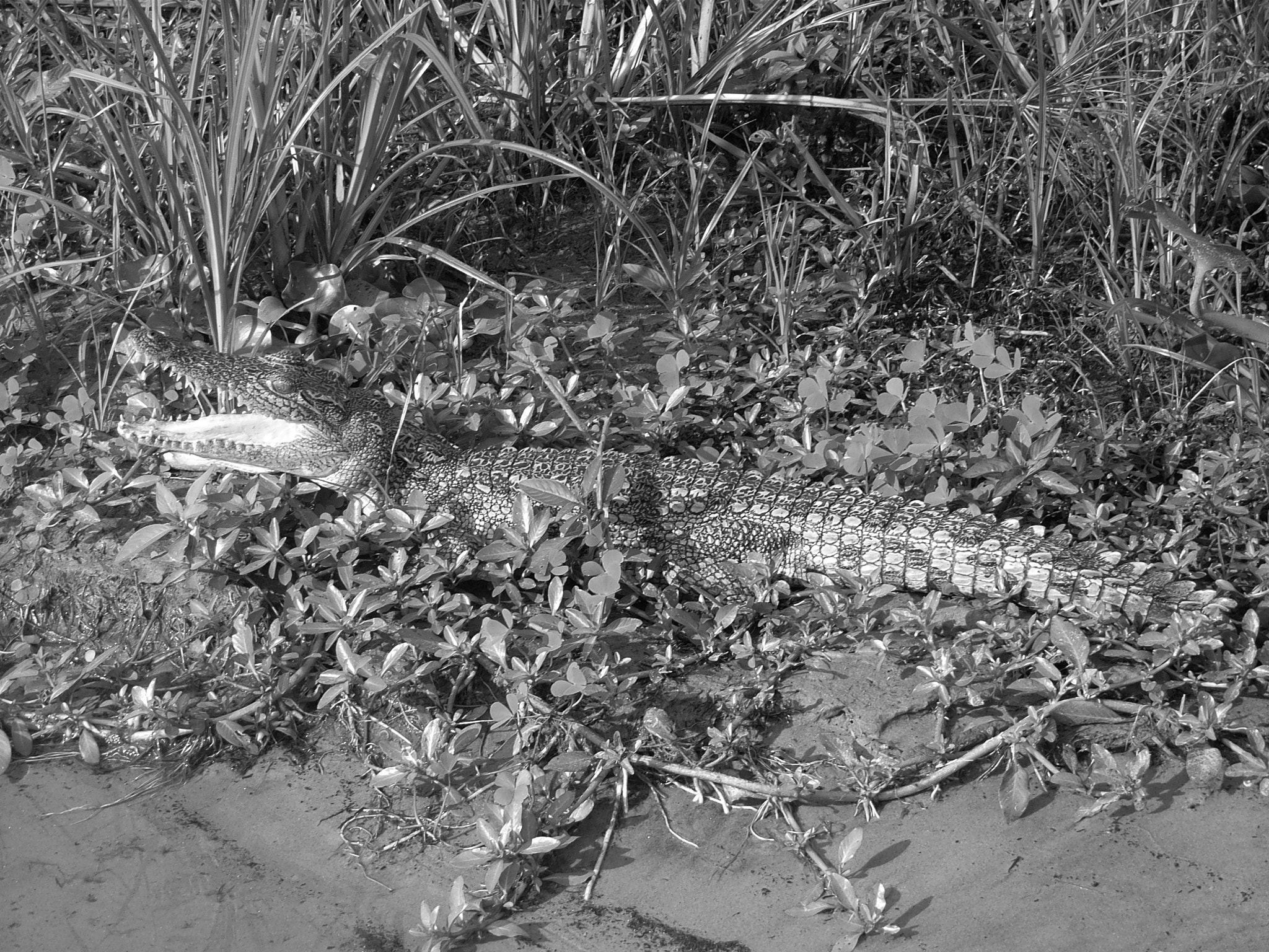 Ricoh Caplio R30 sample photo. Uganda photography
