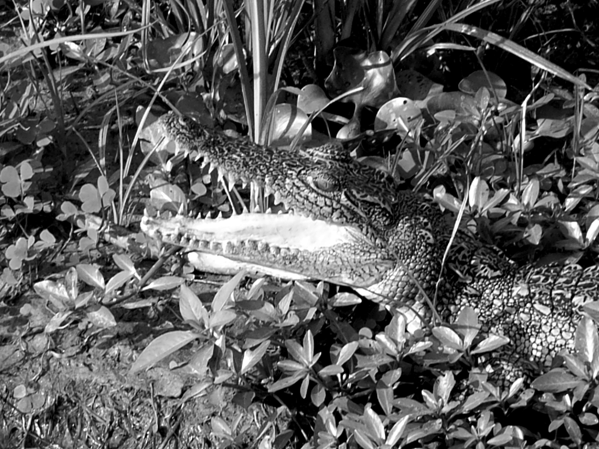 Ricoh Caplio R30 sample photo. Uganda photography