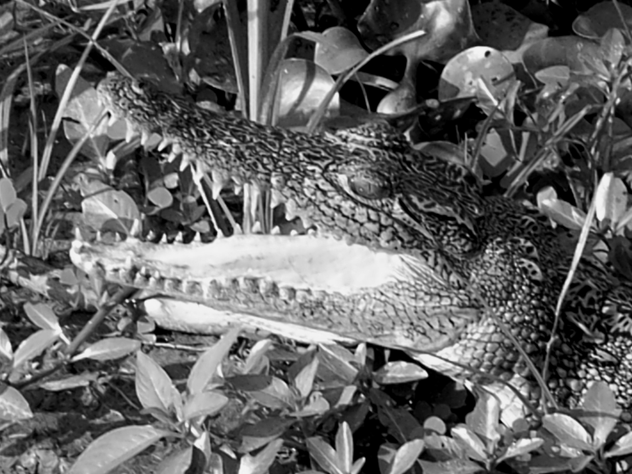 Ricoh Caplio R30 sample photo. Uganda photography