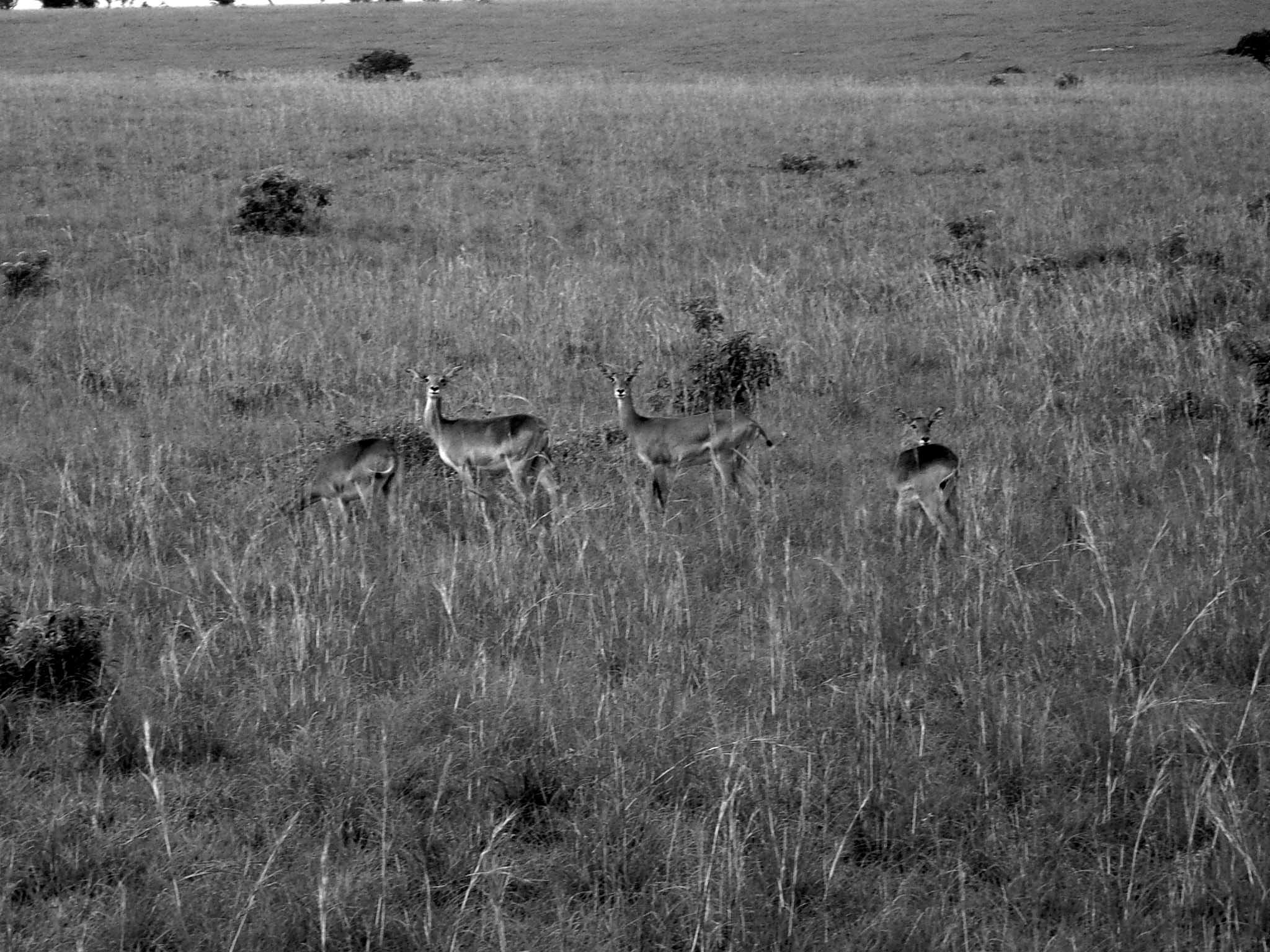 Ricoh Caplio R30 sample photo. Uganda photography