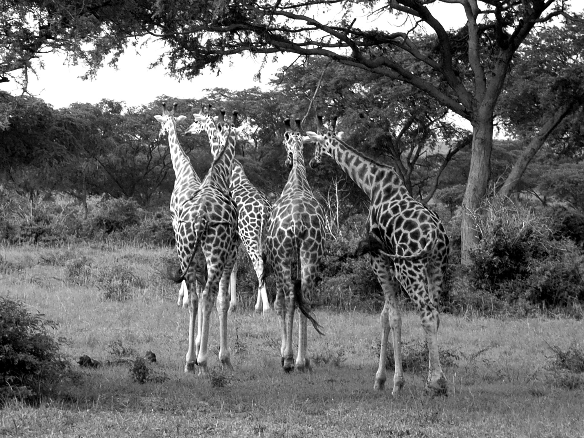 Ricoh Caplio R30 sample photo. Uganda photography