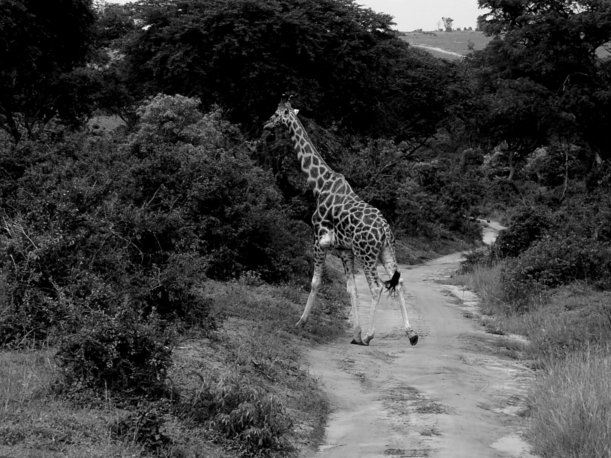 Ricoh Caplio R30 sample photo. Uganda photography