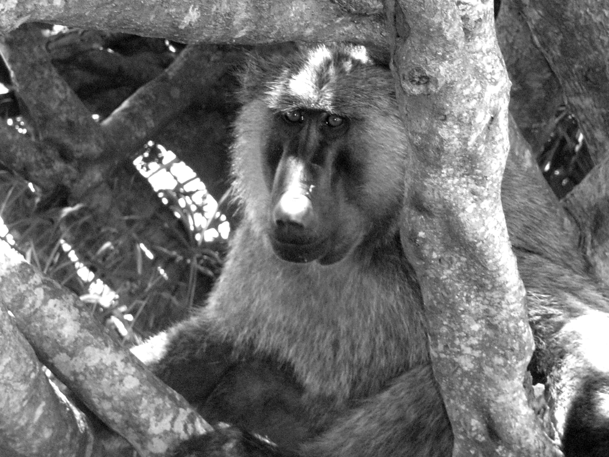 Ricoh Caplio R30 sample photo. Uganda photography