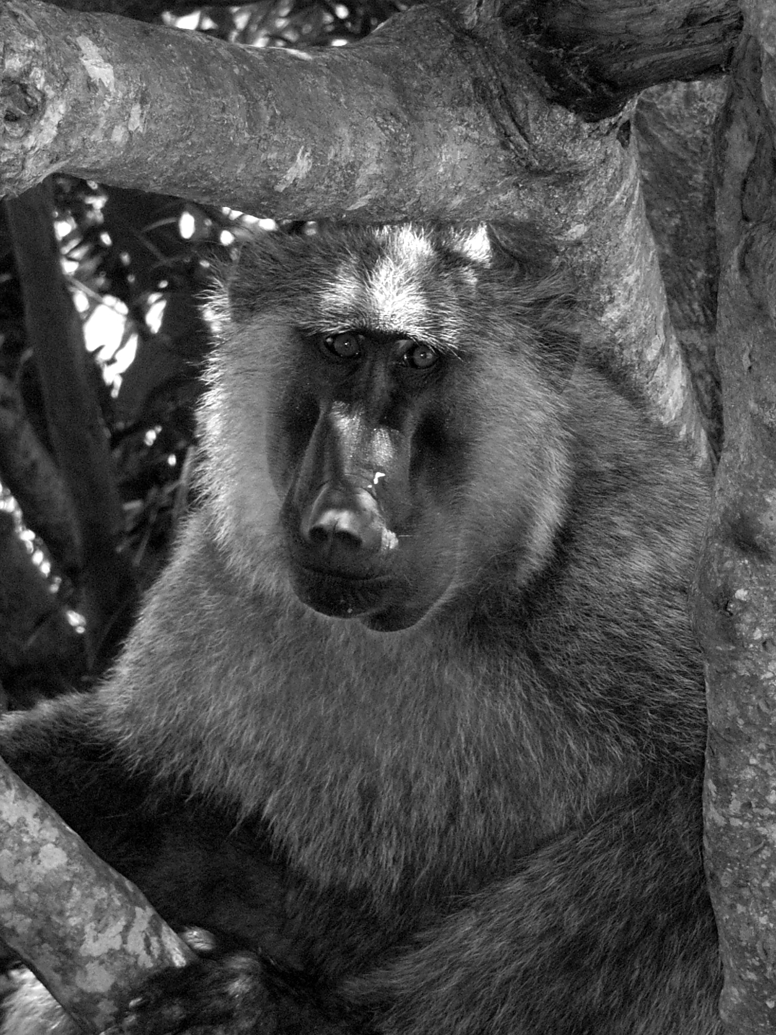 Ricoh Caplio R30 sample photo. Uganda photography