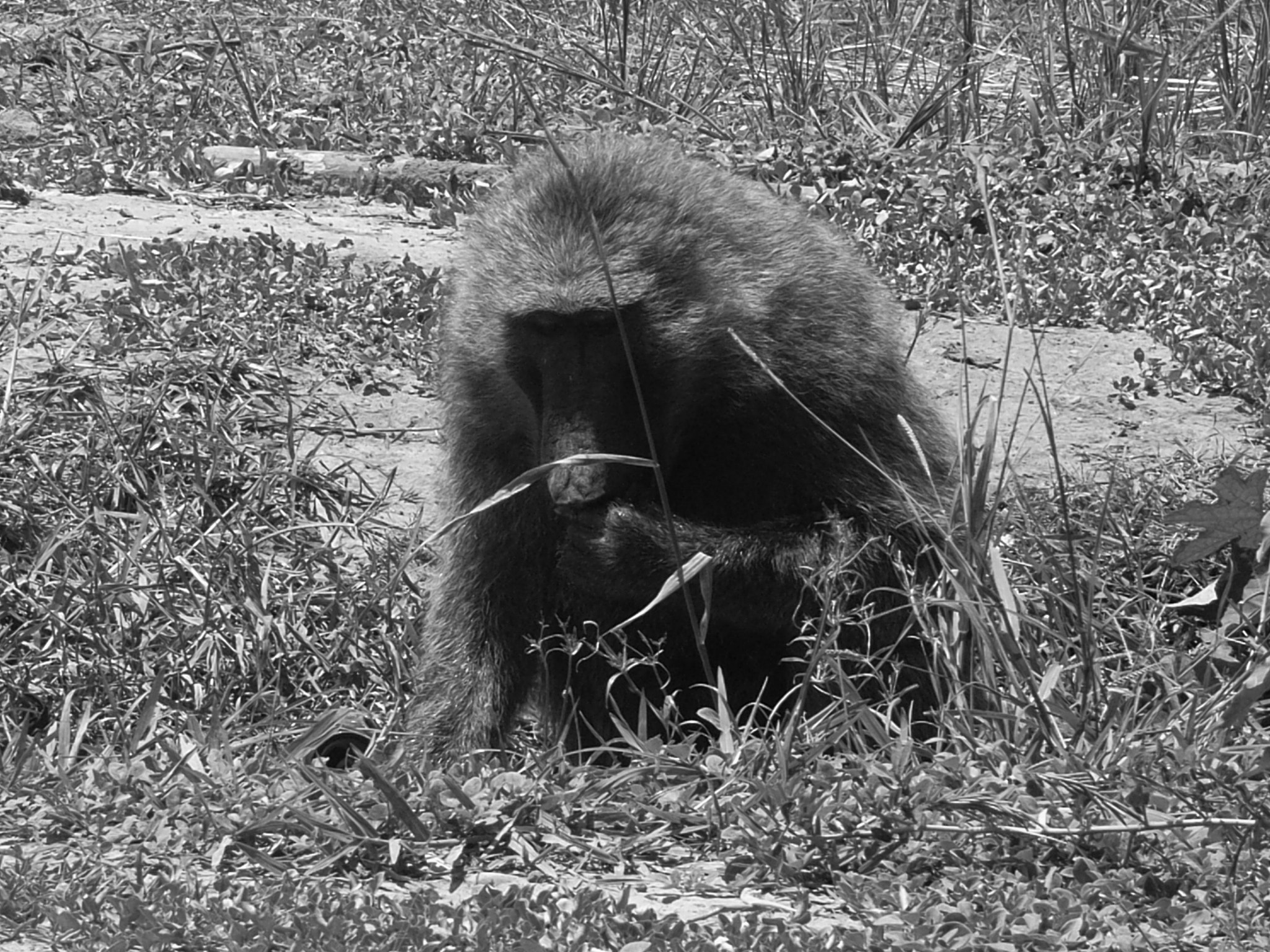 Ricoh Caplio R30 sample photo. Uganda photography