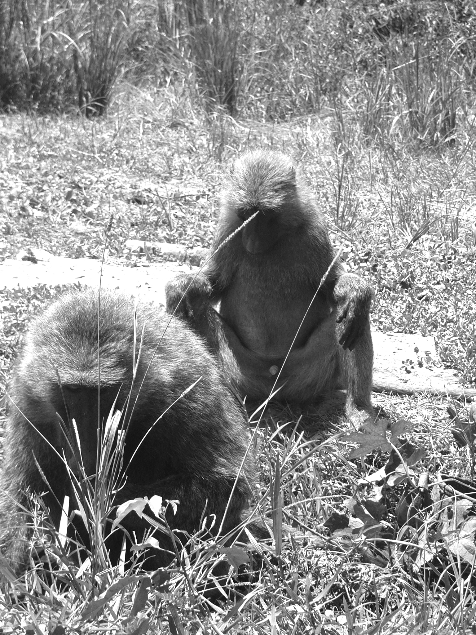 Ricoh Caplio R30 sample photo. Uganda photography