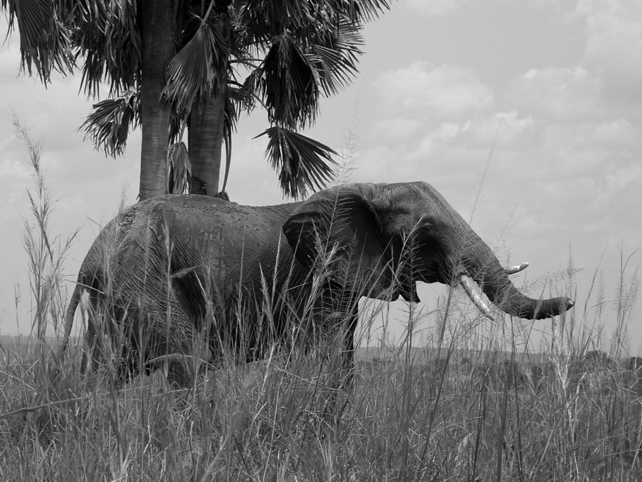 Ricoh Caplio R30 sample photo. Uganda photography