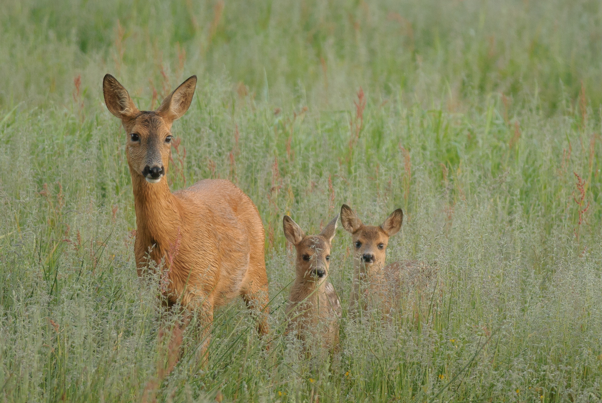 Nikon D200 + Nikon AF-S Nikkor 300mm F4D ED-IF sample photo. Roe with fawns in the early morning photography