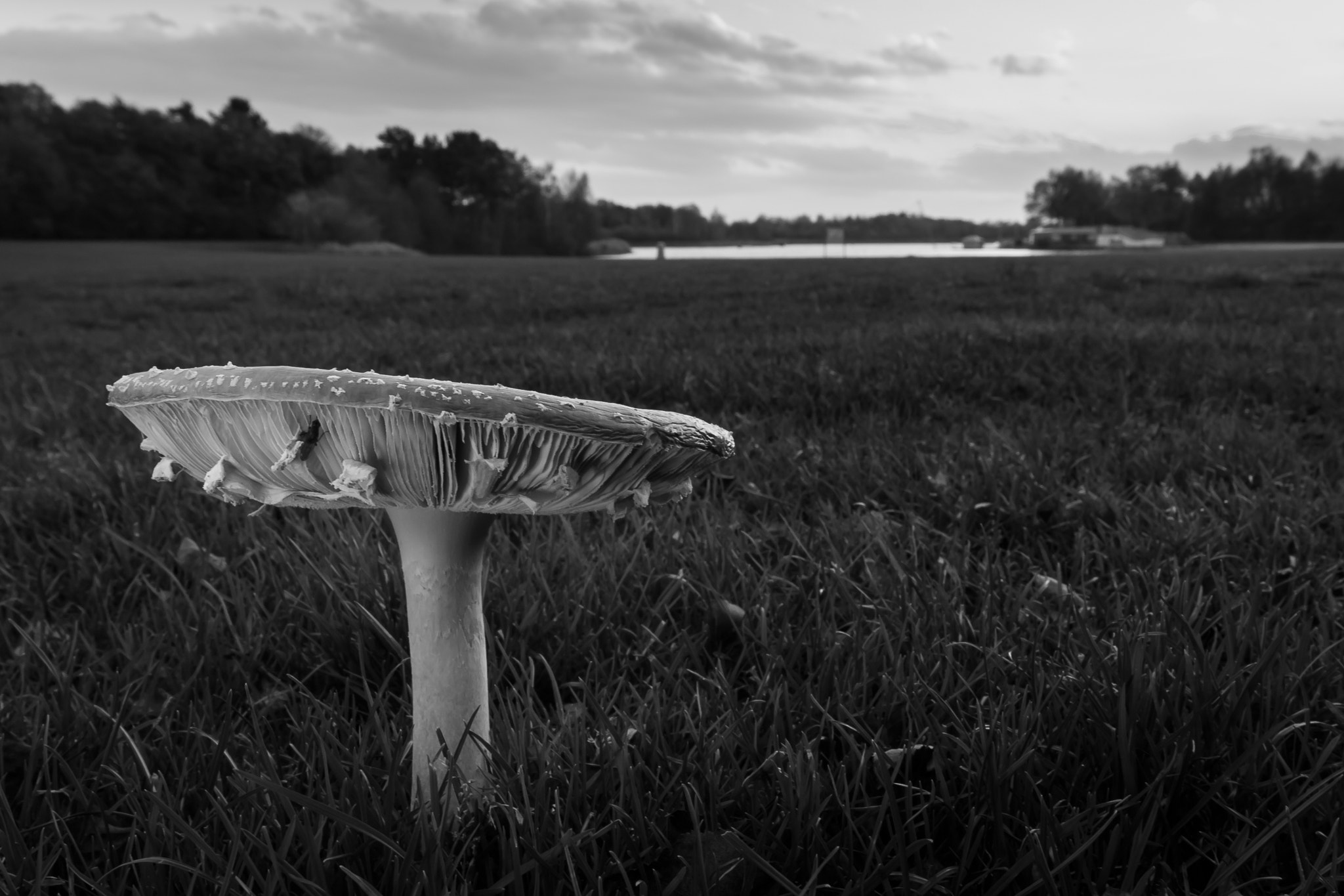 Canon EOS 1000D (EOS Digital Rebel XS / EOS Kiss F) sample photo. "amanita mascara in b/w" photography
