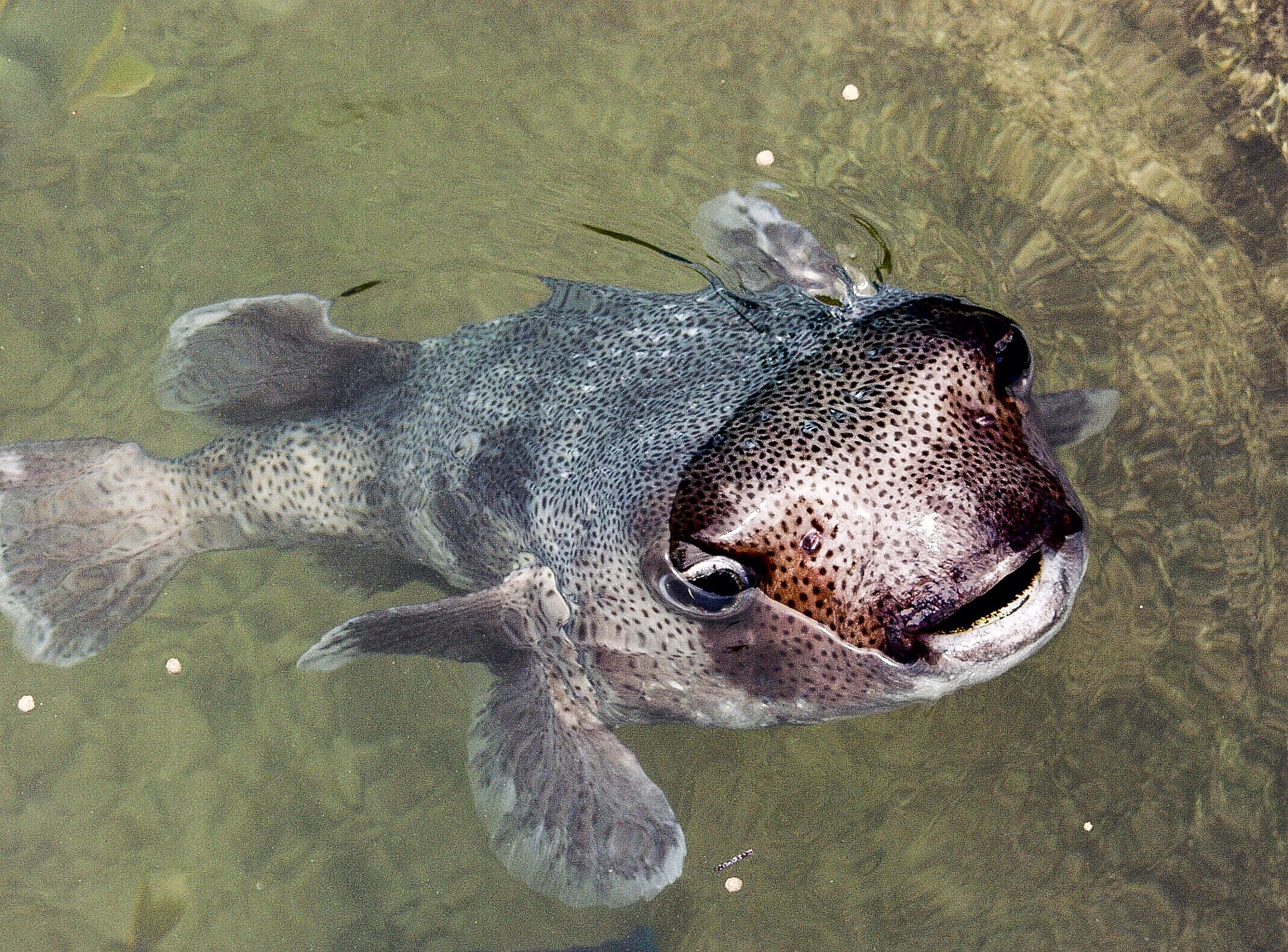 Olympus E-10 sample photo. Puffer fish photography