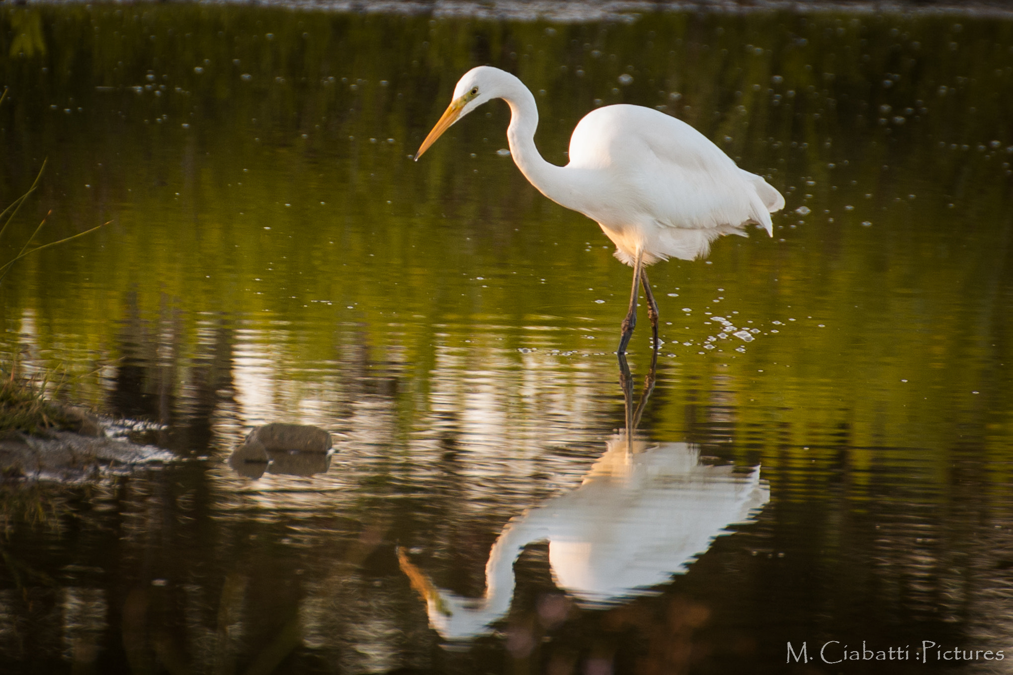 Canon EOS-1D Mark III sample photo. Life at sunset photography