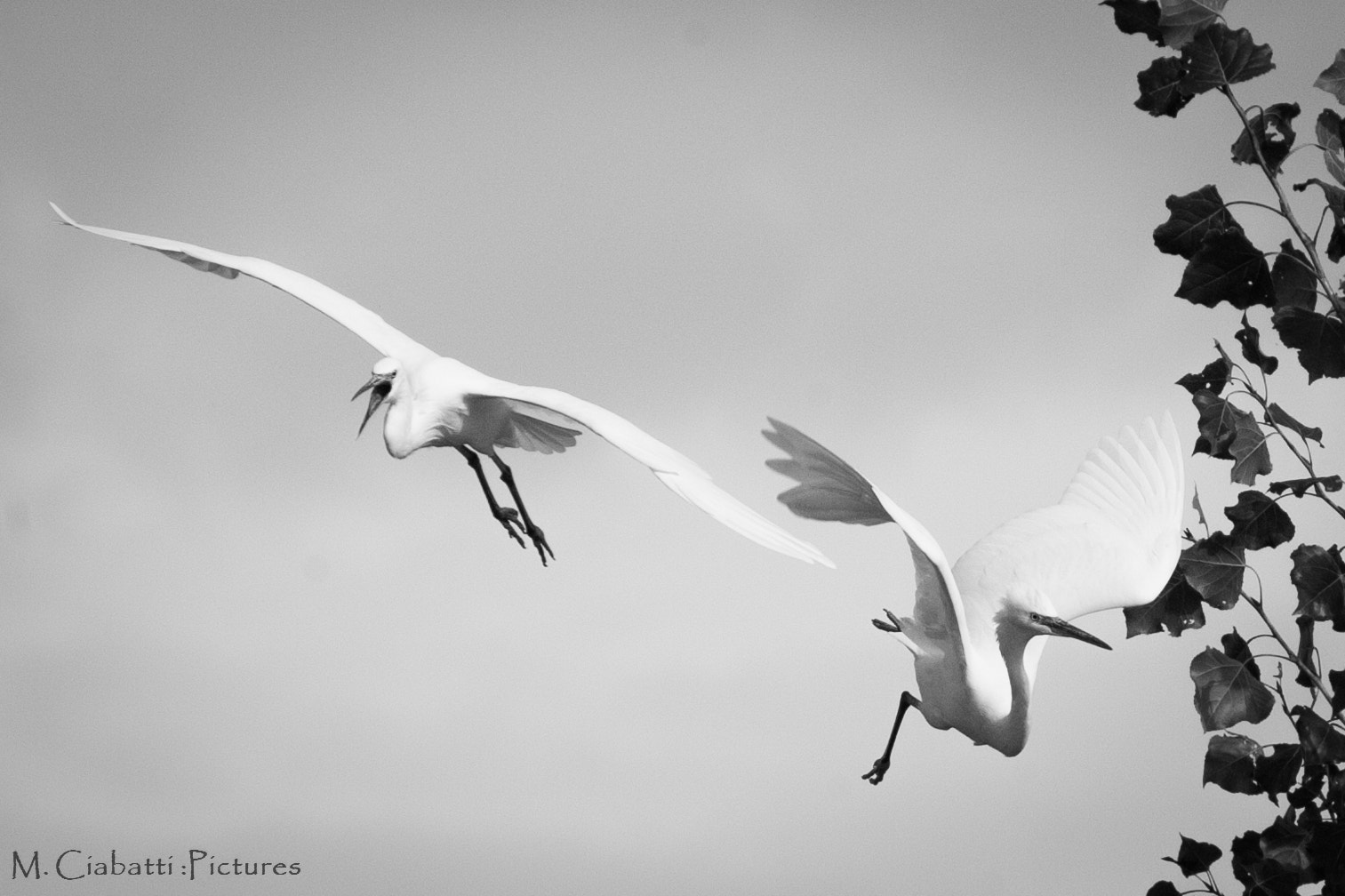 Canon EOS-1D Mark III sample photo. Flying photography