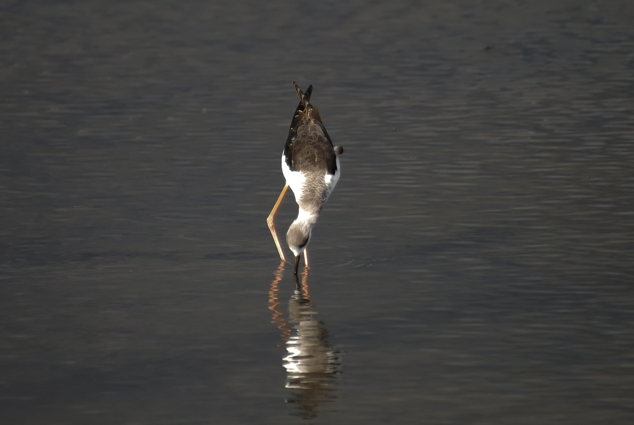 Nikon D40X + Sigma 70-300mm F4-5.6 DG OS sample photo. Feeding photography