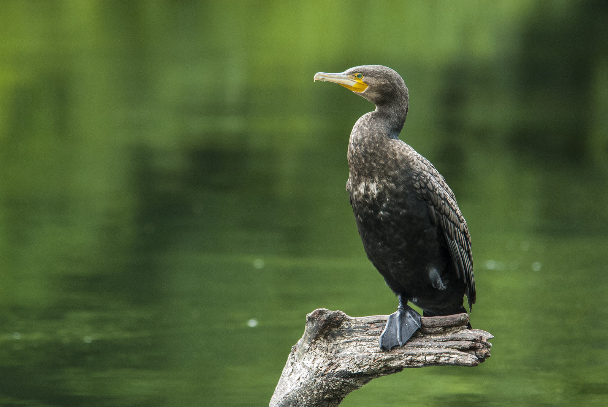 Nikon D200 sample photo. Cormoran phalacrocoracidae photography