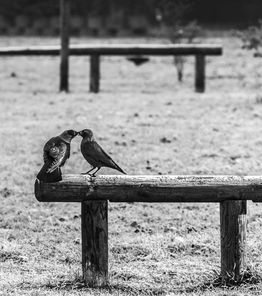 Nikon D7100 + AF Zoom-Nikkor 70-210mm f/4 sample photo. Pigeons photography