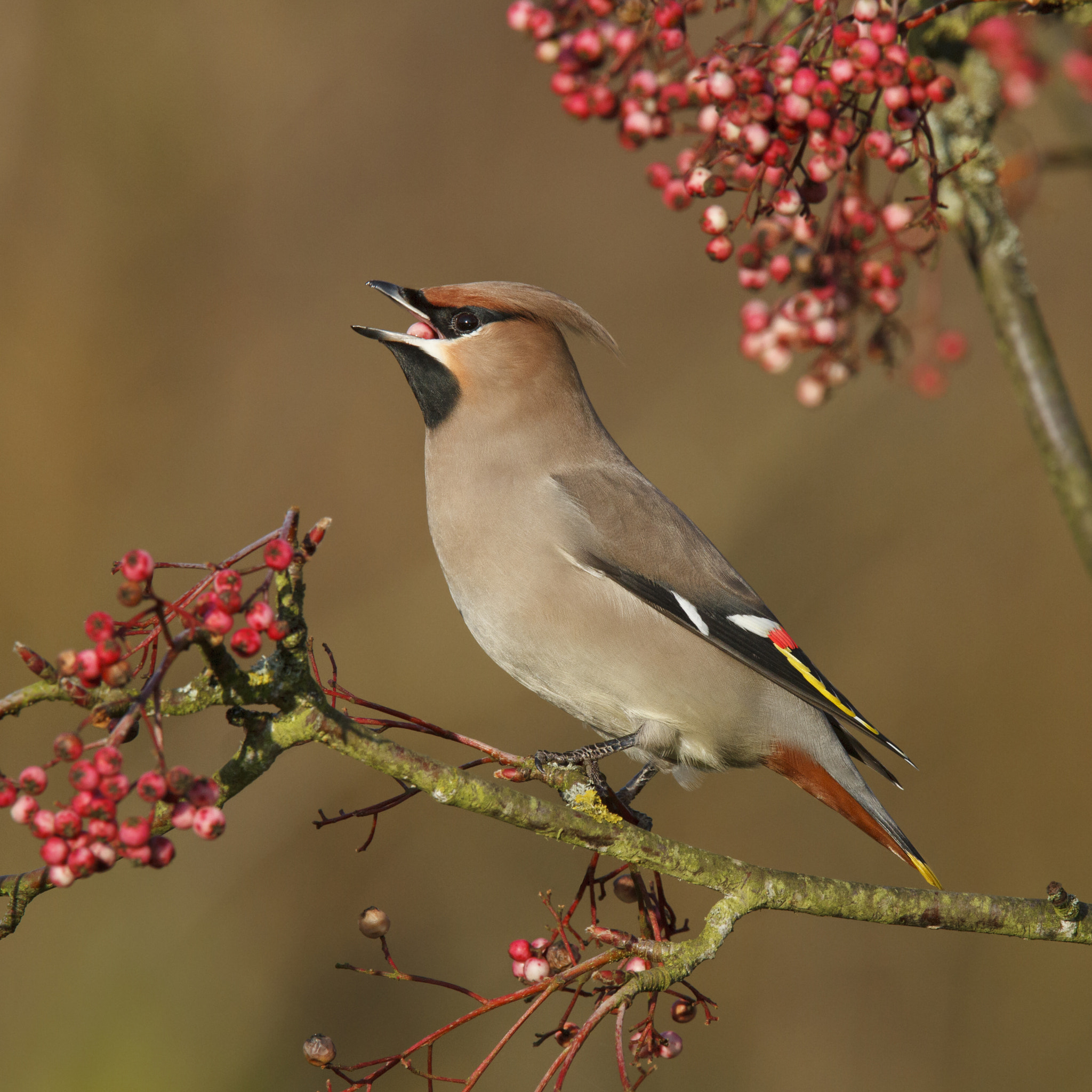 Canon EF 300mm F2.8L IS USM sample photo. Waxwing feeding photography