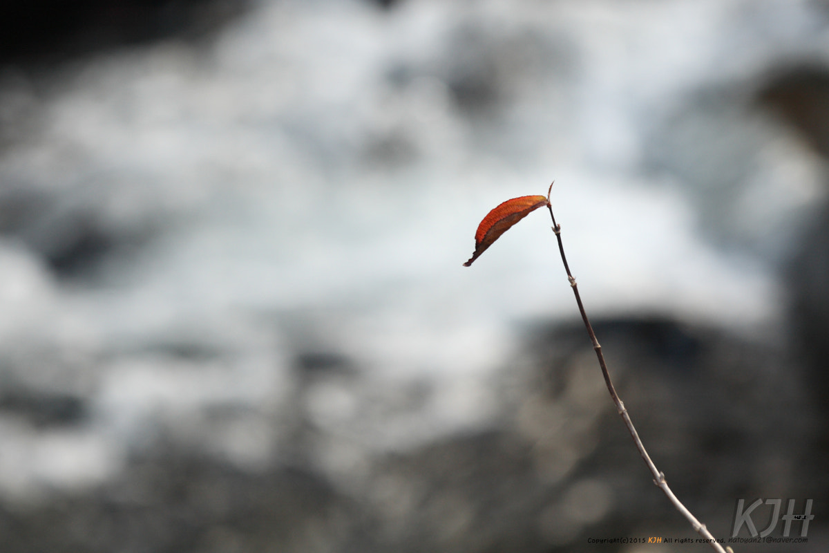 Canon EOS 5D + Canon EF 80-200mm f/2.8L sample photo. A last leaf photography