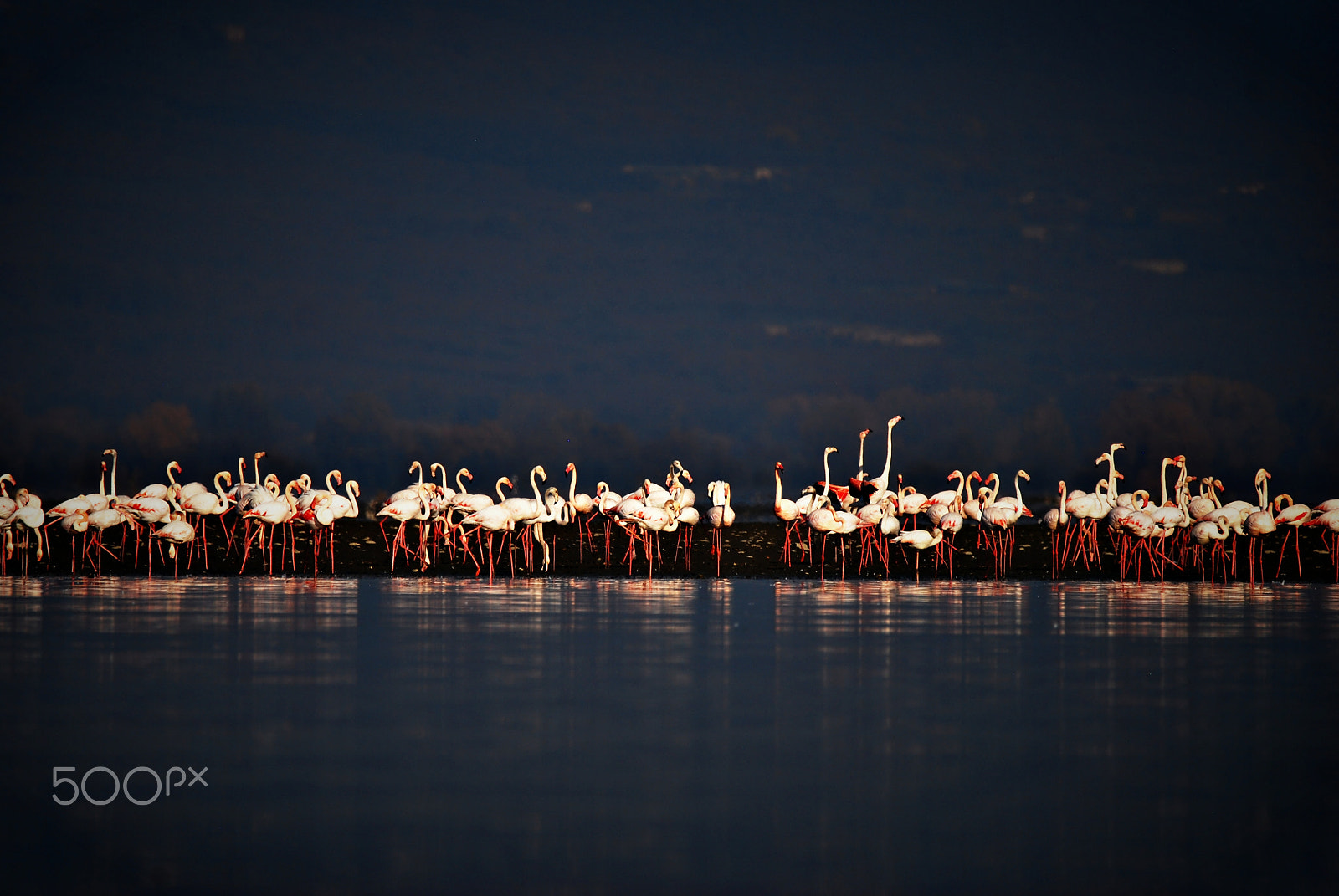 Sigma 150-600mm F5-6.3 DG OS HSM | C sample photo. Flamingo at kerkini photography