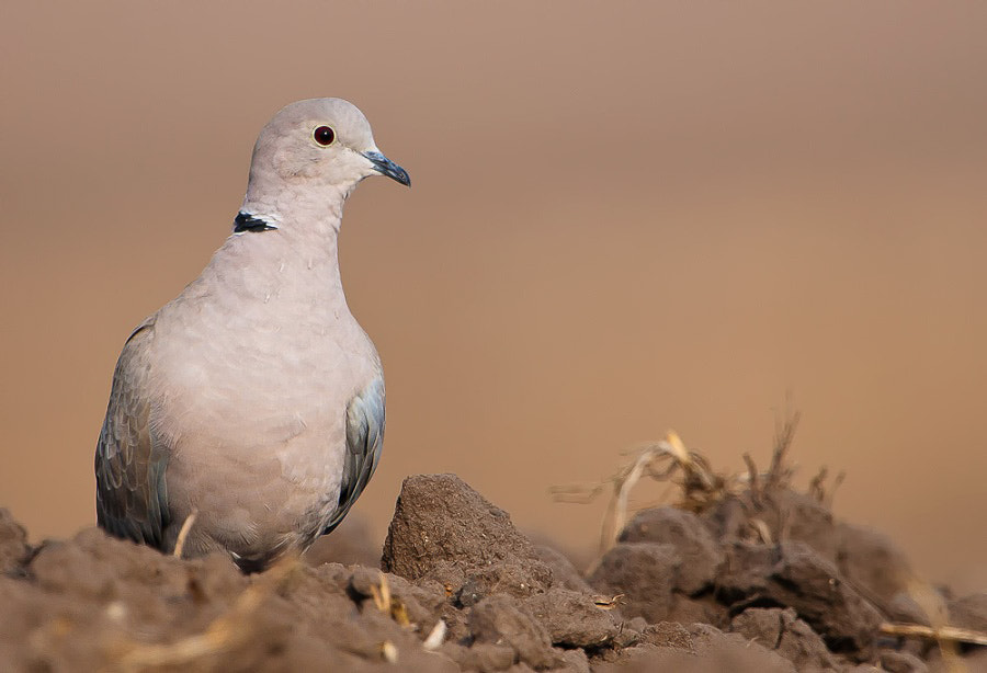 Nikon D90 + Nikon AF-S Nikkor 600mm F4G ED VR sample photo. Collared dove photography