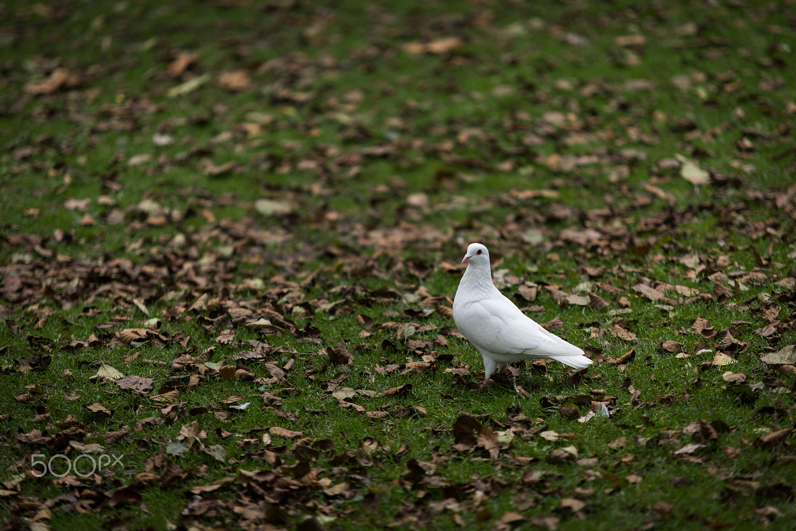 Sigma 70-200mm F2.8 EX DG Macro HSM II sample photo. Peace photography