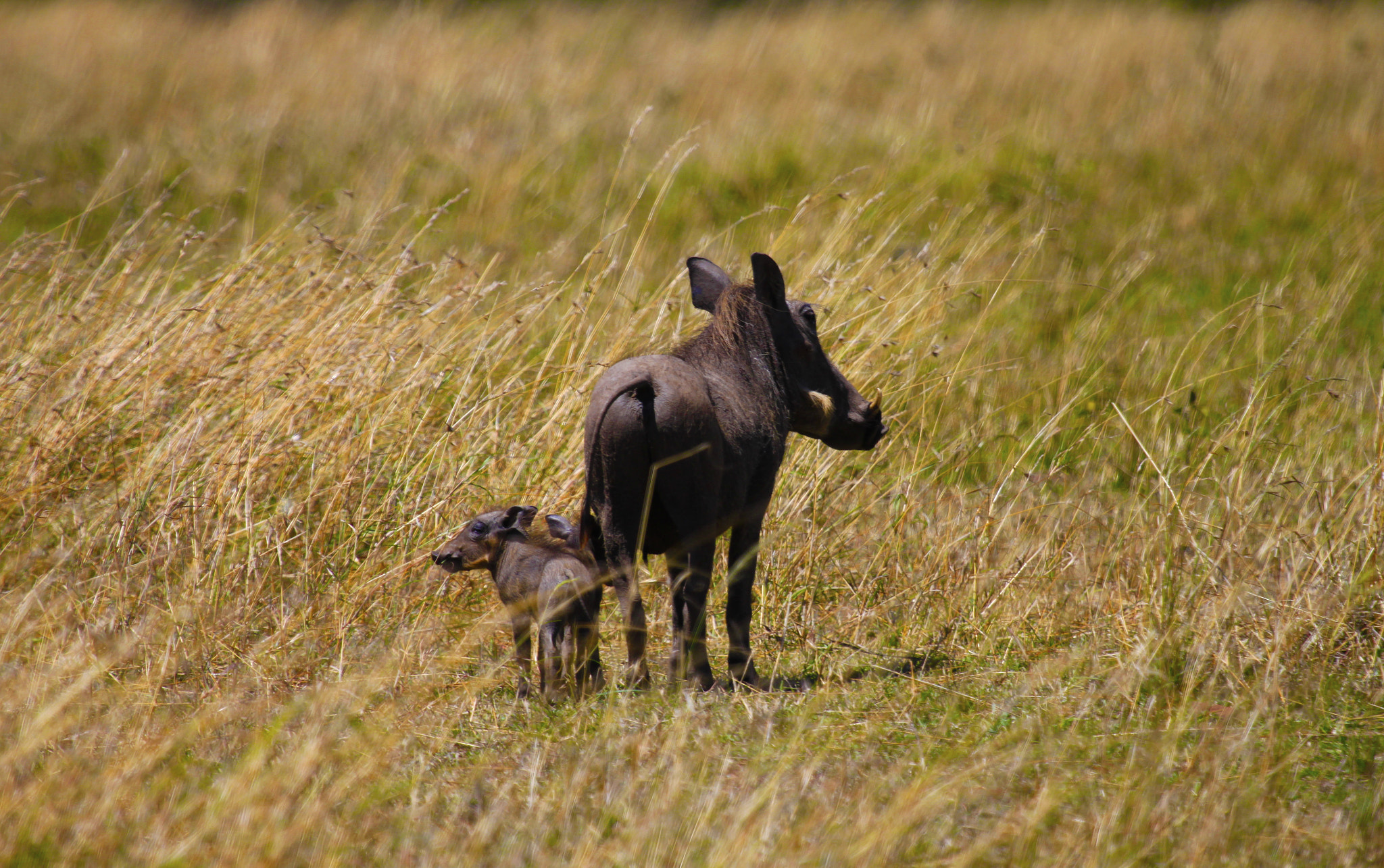 Canon EF 100-400mm F4.5-5.6L IS USM sample photo. Warthog.jpg photography