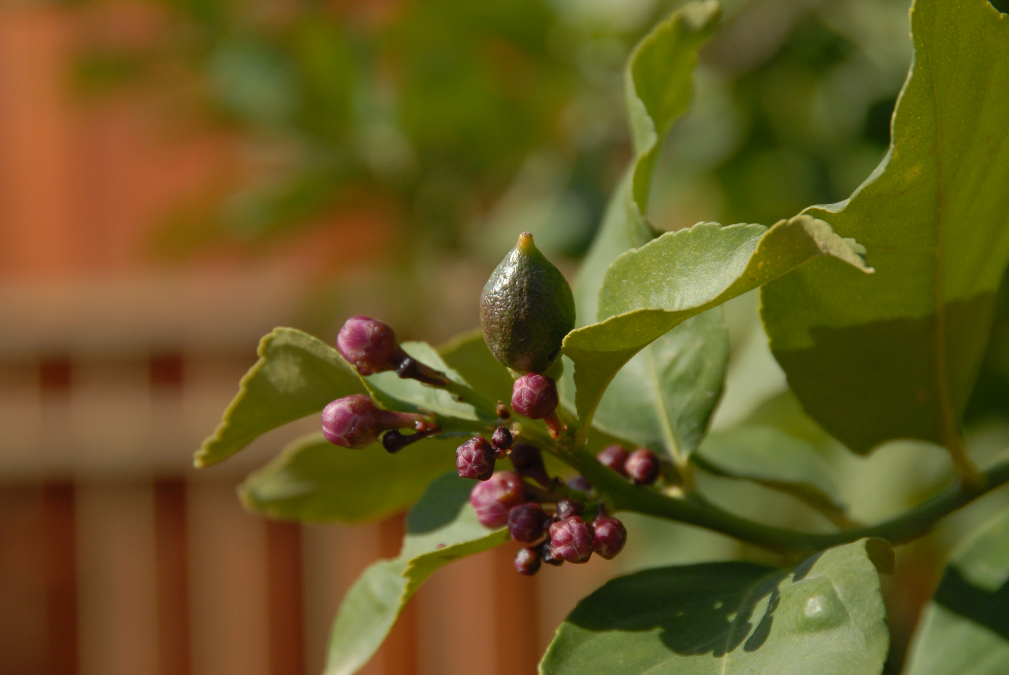 Nikon D200 sample photo. The beginning photography