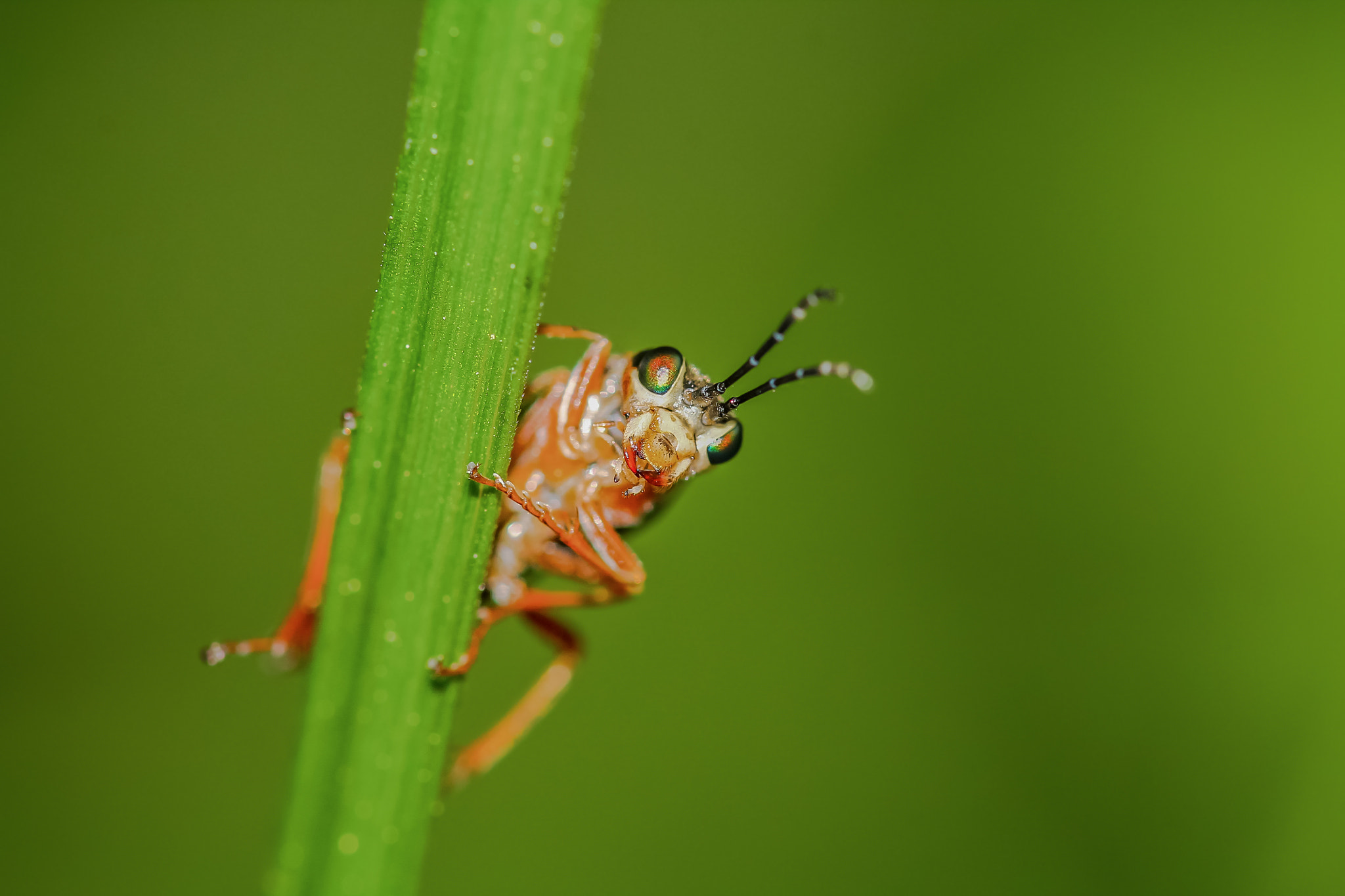 Sigma 105mm F2.8 EX DG OS HSM sample photo. Peek a boo photography