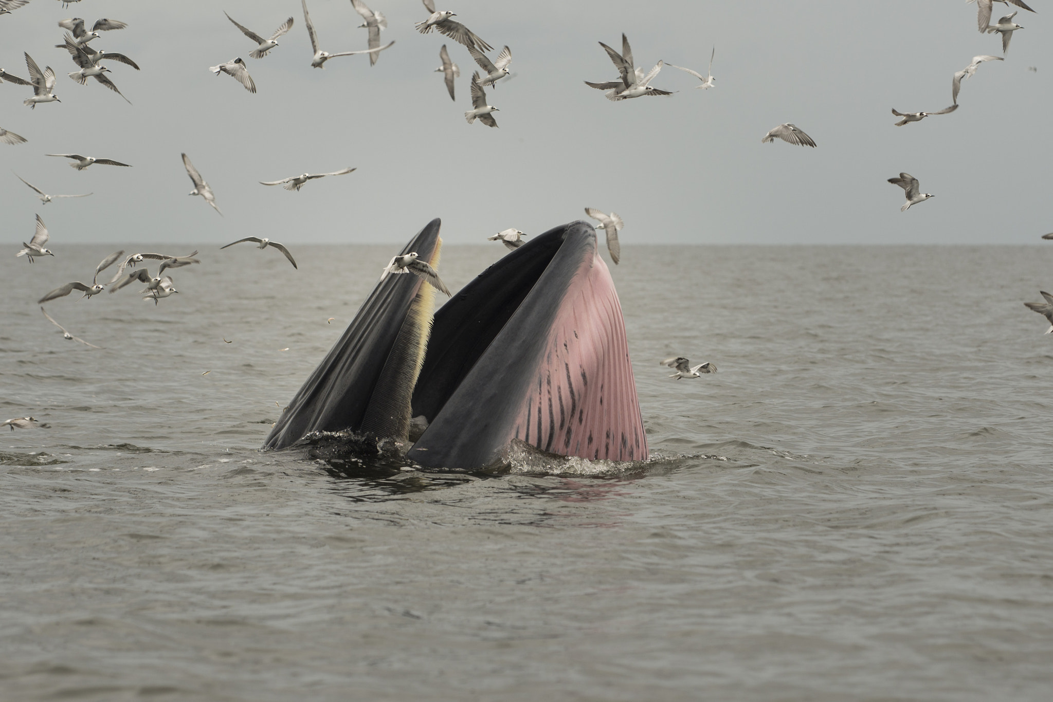 Sigma 150mm F2.8 EX DG Macro HSM sample photo. Whale photography