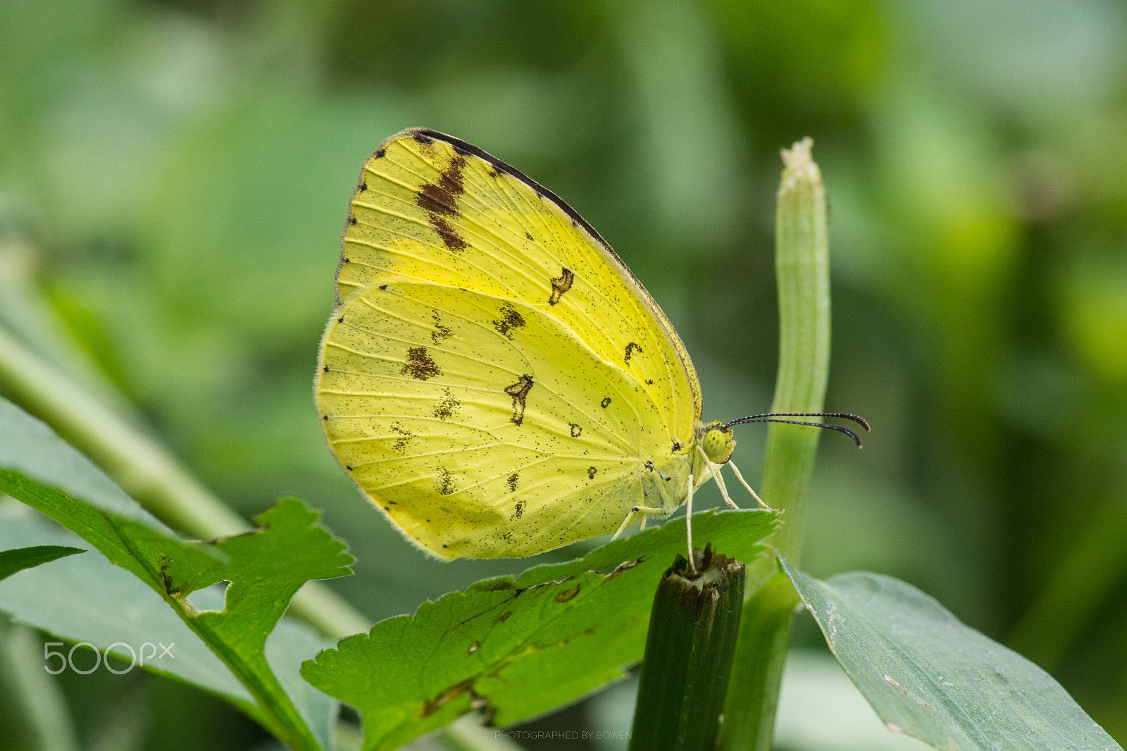 Pentax smc D-FA 100mm F2.8 Macro WR sample photo. Butterfly photography